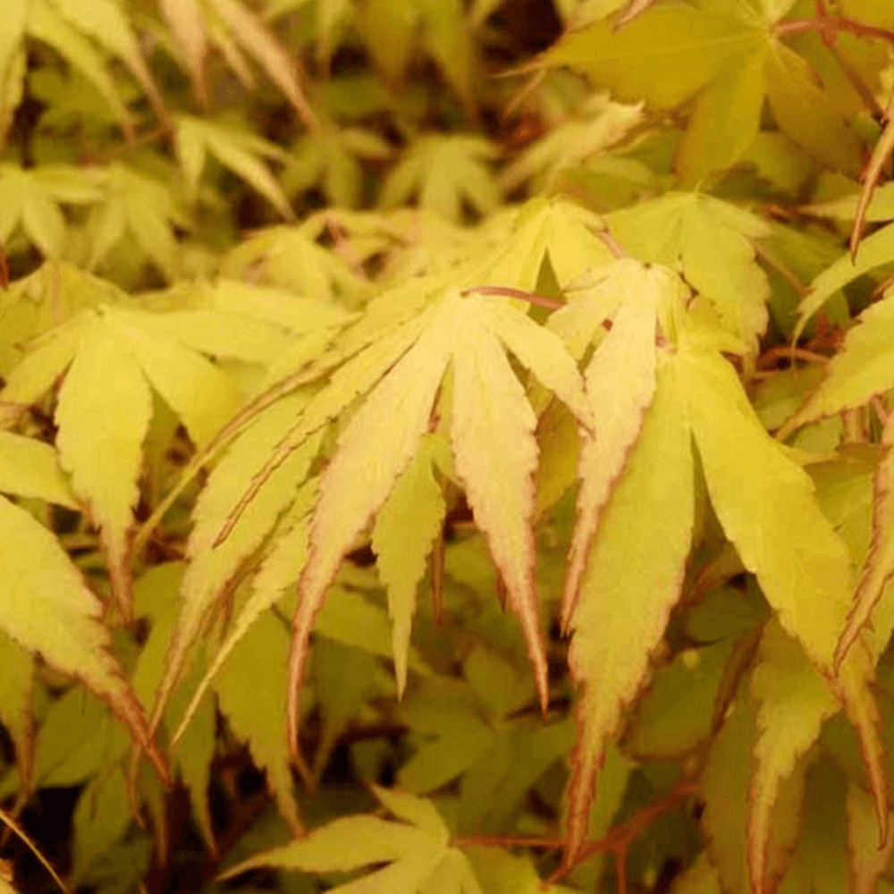 Érable du Japon 'Katsura' - Acer palmatum 'Katsura' - FLEURANDIE