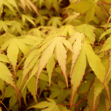 Érable du Japon 'Katsura' - Acer palmatum 'Katsura'