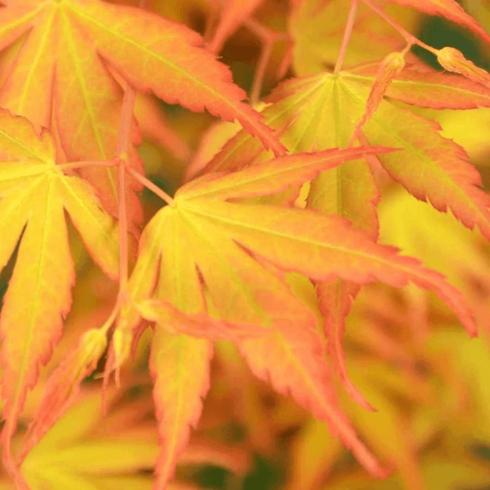 Érable du Japon 'Katsura' - Acer palmatum 'Katsura' - FLEURANDIE