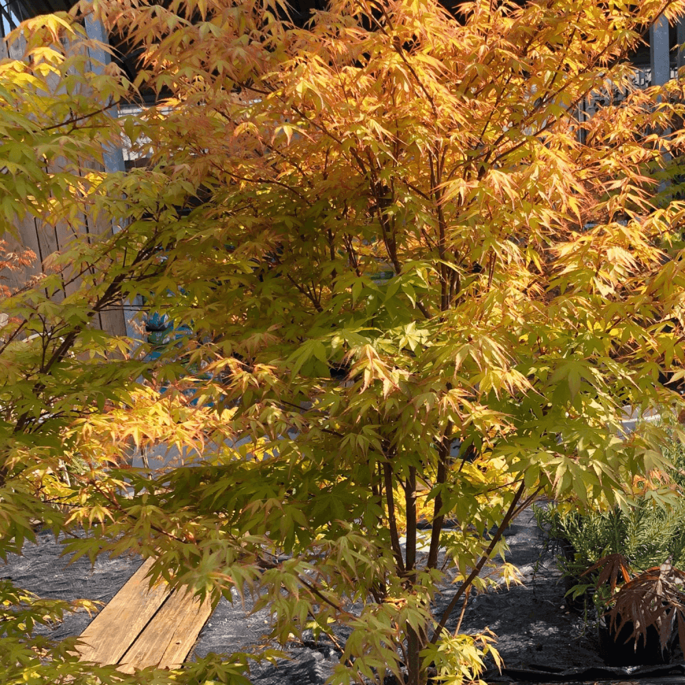 Érable du Japon 'Katsura' - Acer palmatum 'Katsura' - FLEURANDIE