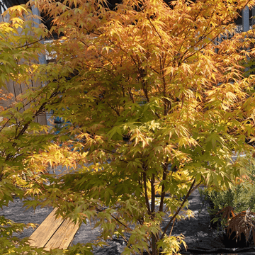 Érable du Japon 'Katsura' - Acer palmatum 'Katsura'