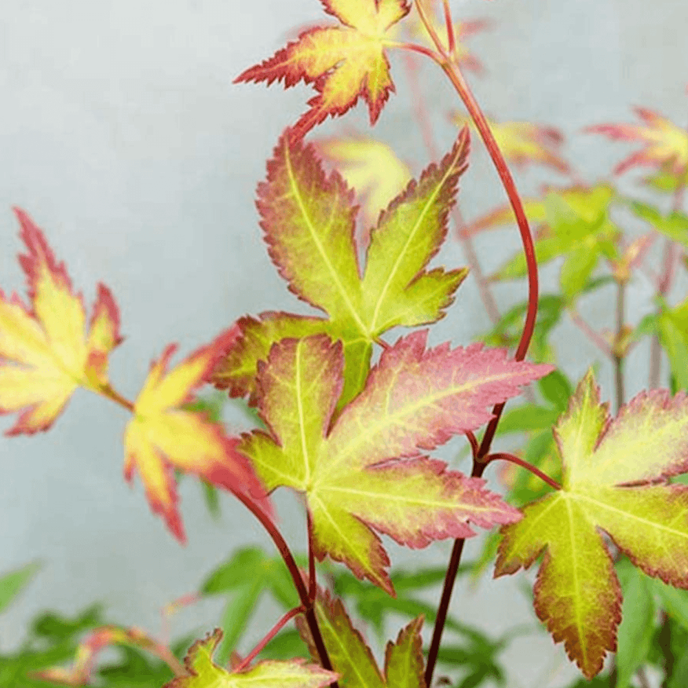 Érable du Japon 'Little Princess' - Acer palmatum 'Little Princess' - FLEURANDIE