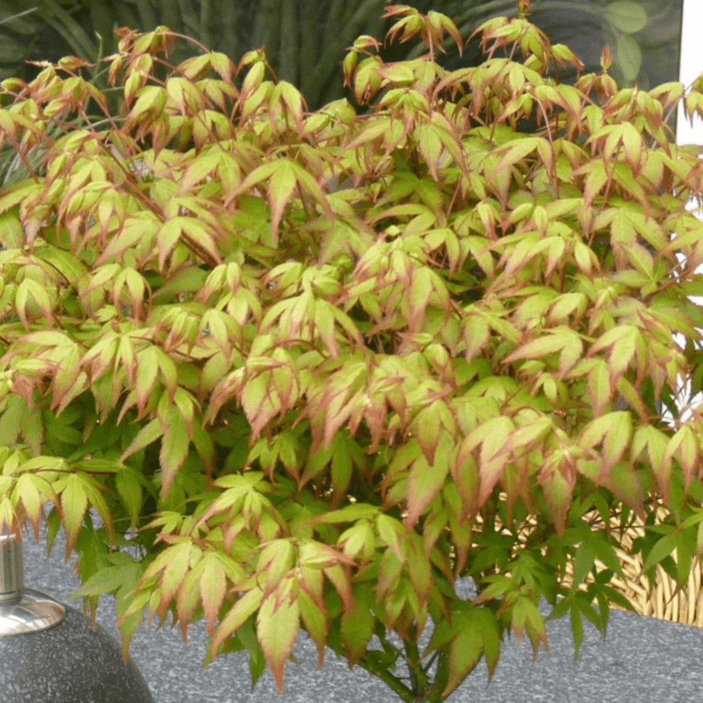 Érable du Japon 'Little Princess' - Acer palmatum 'Little Princess' - FLEURANDIE