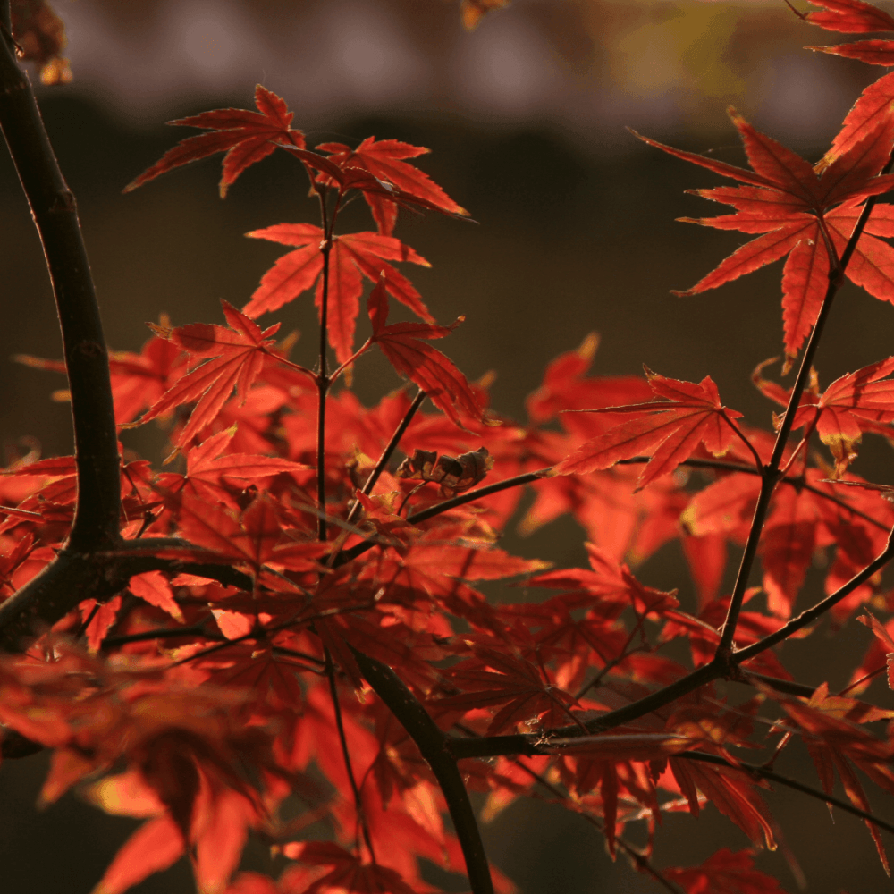 Érable du Japon 'Orange Dream' - Acer palmatum 'Orange Dream' - FLEURANDIE