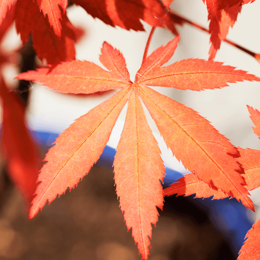 Érable du Japon 'Orange Dream' - Acer palmatum 'Orange Dream' - FLEURANDIE