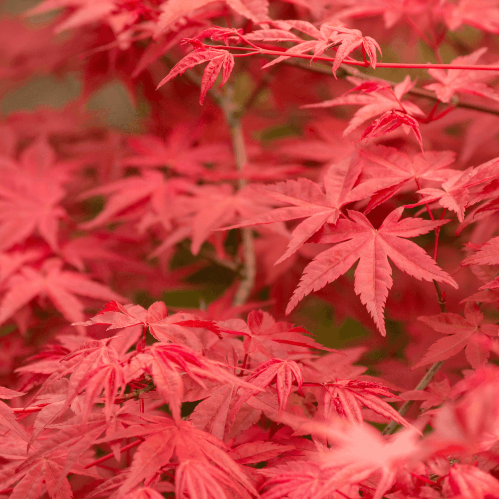 Érable du Japon 'Osakazuki' - Acer palmatum 'Osakazuki' - FLEURANDIE