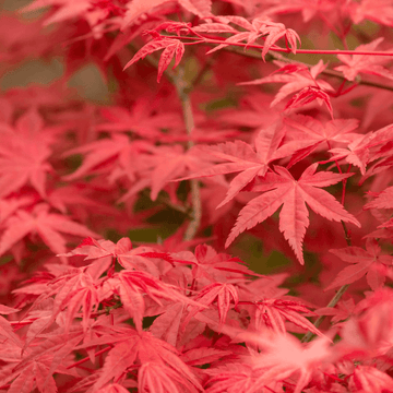 Érable du Japon 'Osakazuki' -  Acer palmatum 'Osakazuki'