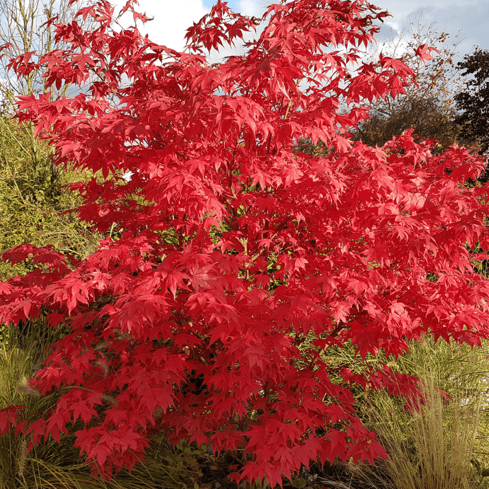 Érable du Japon 'Osakazuki' - Acer palmatum 'Osakazuki' - FLEURANDIE