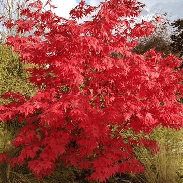 Érable du Japon 'Osakazuki' -  Acer palmatum 'Osakazuki'