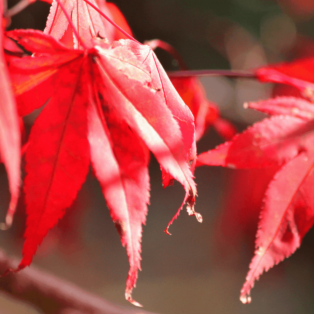 Érable du Japon 'Osakazuki' - Acer palmatum 'Osakazuki' - FLEURANDIE