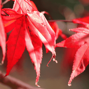 Érable du Japon 'Osakazuki' - Acer palmatum 'Osakazuki' - FLEURANDIE