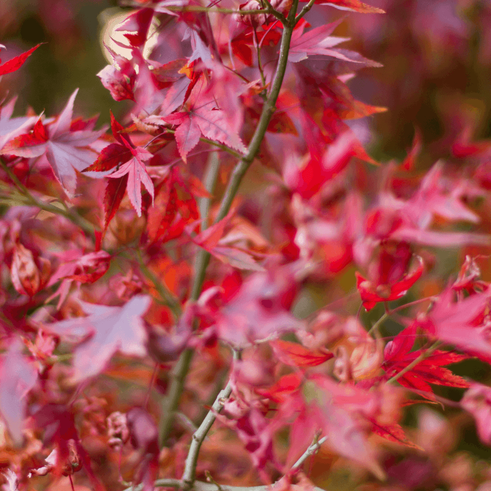 Érable du Japon 'Shaina' - Acer palmatum 'Shaina' - FLEURANDIE