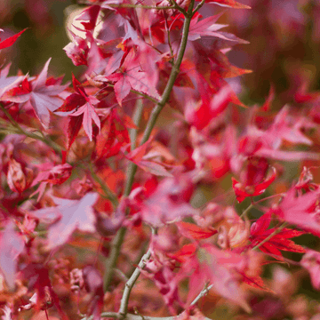 Érable du Japon 'Shaina' -  Acer palmatum 'Shaina'