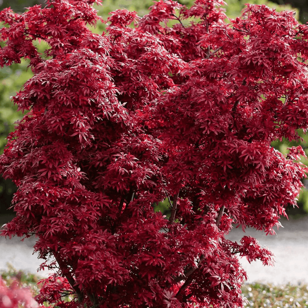 Érable du Japon 'Shaina' - Acer palmatum 'Shaina' - FLEURANDIE