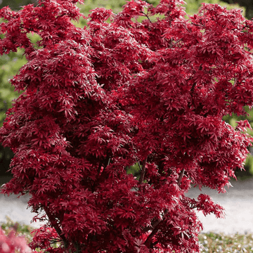 Érable du Japon 'Shaina' -  Acer palmatum 'Shaina'