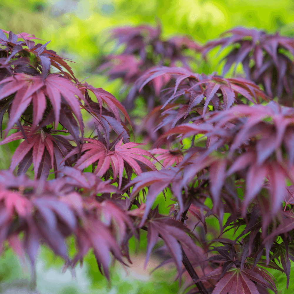 Érable du Japon 'Skeeter's Broom' - Acer palmatum 'Skeeter's Broom' - FLEURANDIE