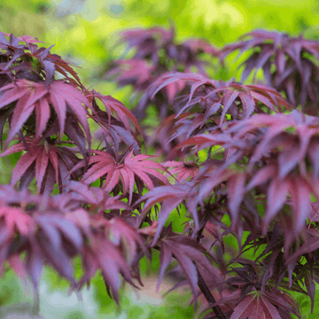 Érable du Japon 'Skeeter's Broom' - Acer palmatum 'Skeeter's Broom'