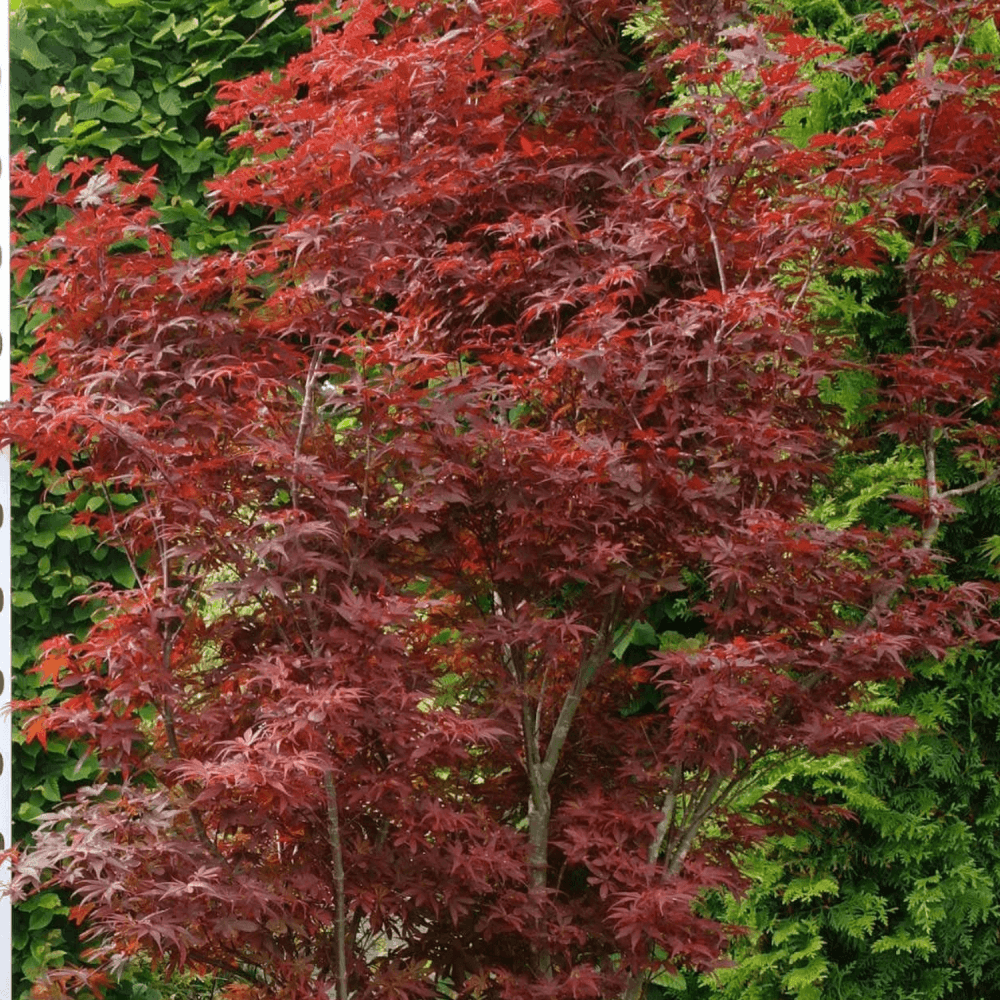 Érable du Japon 'Skeeter's Broom' - Acer palmatum 'Skeeter's Broom' - FLEURANDIE