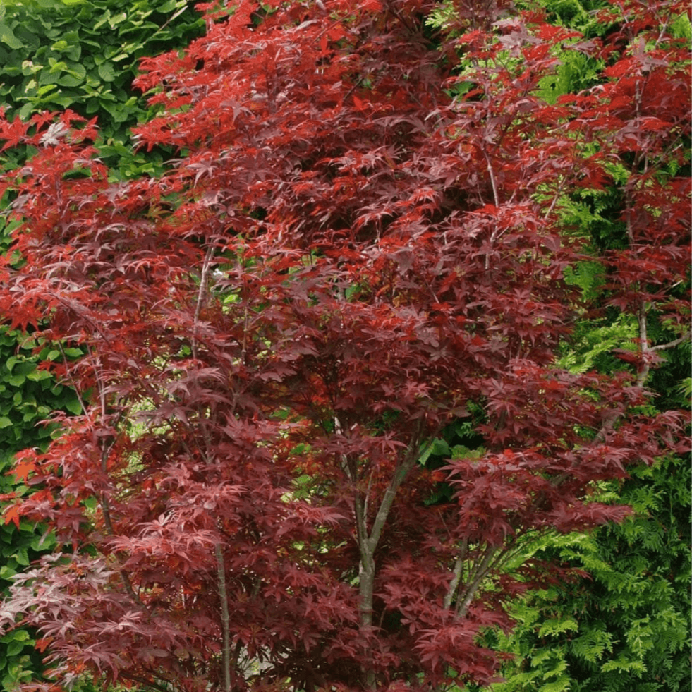 Érable du Japon 'Skeeter's Broom' - Acer palmatum 'Skeeter's Broom' - FLEURANDIE