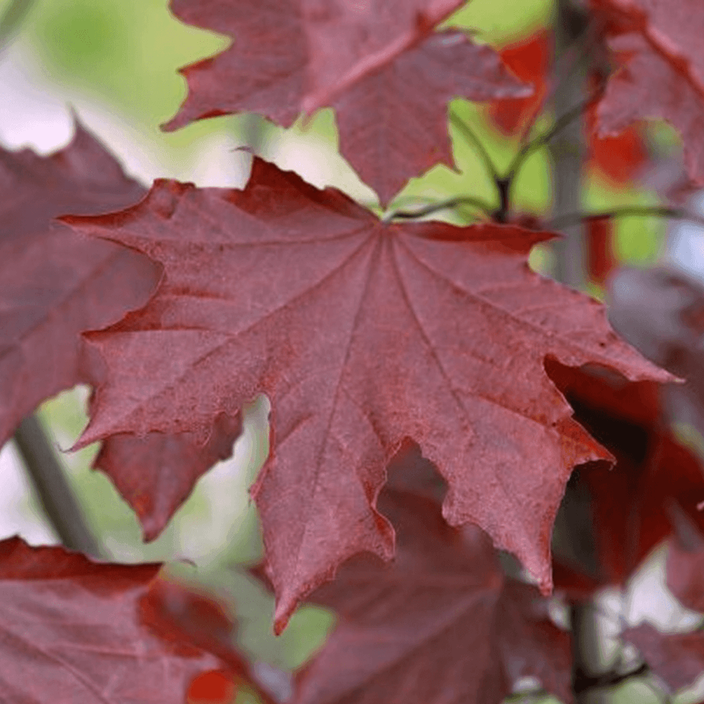 Érable plane colonnaire 'Crimson King' - Acer platanoides 'Crimson King' - FLEURANDIE