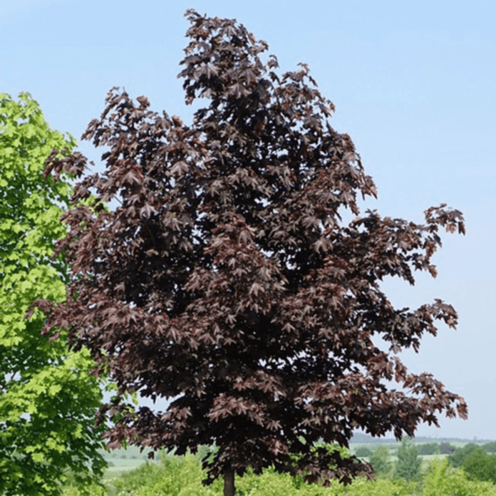 Érable plane colonnaire 'Crimson King' - Acer platanoides 'Crimson King' - FLEURANDIE