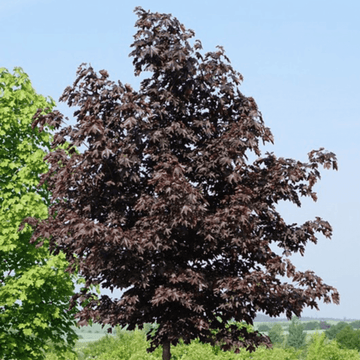 Érable plane colonnaire 'Crimson King' - Acer platanoides 'Crimson King'