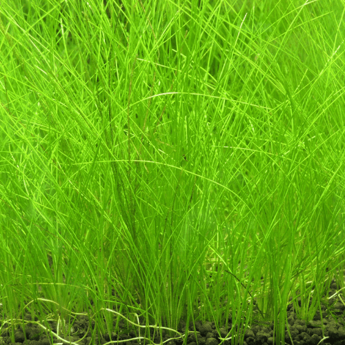 Eragrostis curvula - Eragrostis curvula - FLEURANDIE