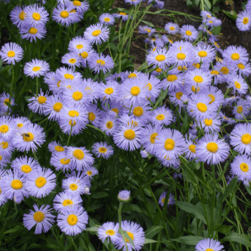 Erigeron à grandes fleurs bleues - Erigeron speciosus bleu - FLEURANDIE