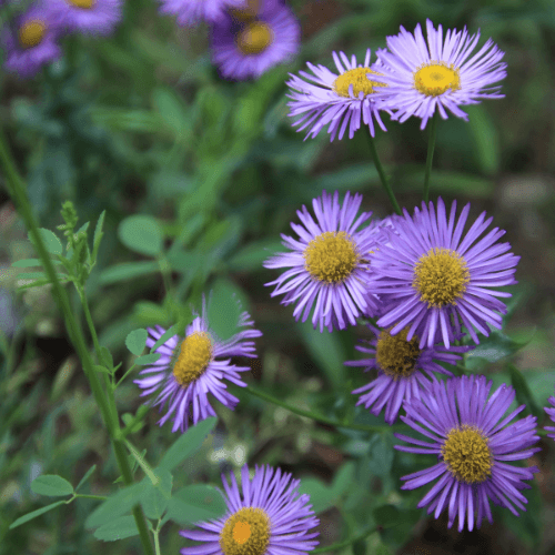 Erigeron à grandes fleurs bleues - Erigeron speciosus bleu - FLEURANDIE