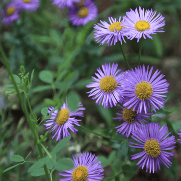 Erigeron à grandes fleurs bleues - Erigeron speciosus bleu