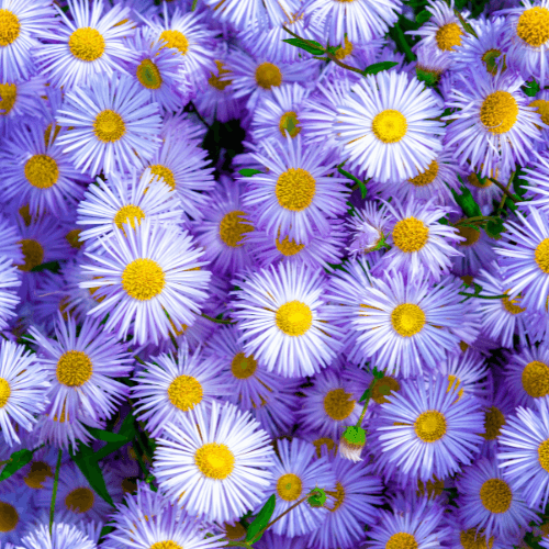 Erigeron à grandes fleurs bleues - Erigeron speciosus bleu - FLEURANDIE