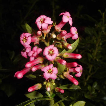 Escallonia macrantha Rubra