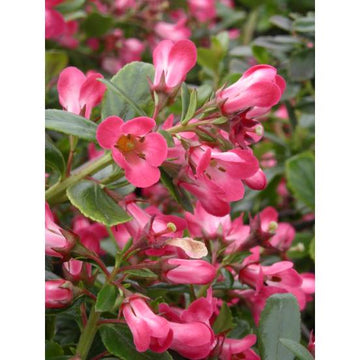 Escallonia 'Pride Of Donard' - Escallonia 'Pride Of Donard'