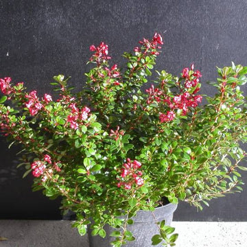 Escallonia x Red dream