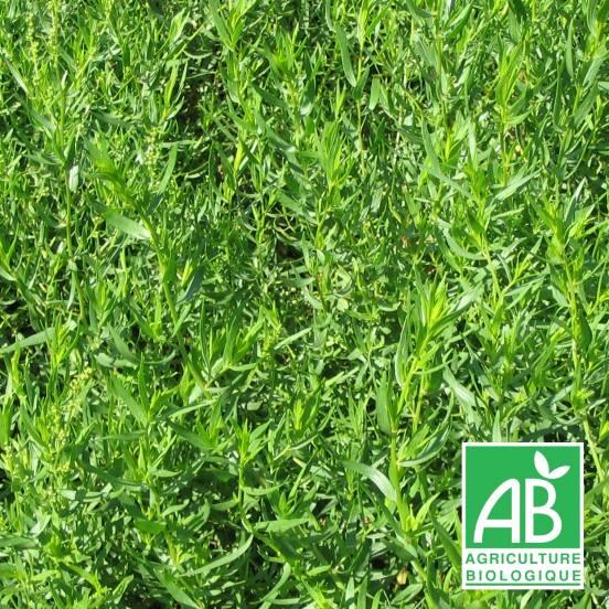 Estragon BIO - Artemisia dracunculus BIO - FLEURANDIE