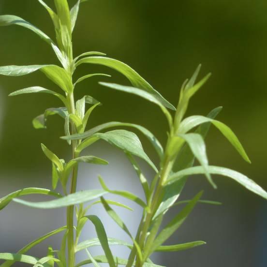 Estragon - Artemisia dracunculus - FLEURANDIE