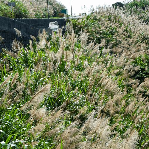 Eulalie, Roseau de Chine 'Gracillimus' - Miscanthus sinensis 'Gracillimus' - FLEURANDIE