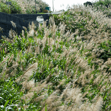 Eulalie, Roseau de Chine 'Gracillimus' - Miscanthus sinensis 'Gracillimus'