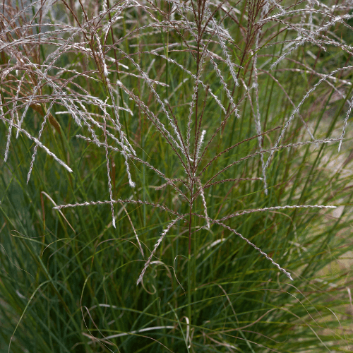 Roseau de Chine 'Kleine Silberspinne' - Miscanthus sinensis 'Kleine Silberspinne' - FLEURANDIE