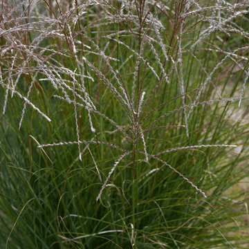 Roseau de Chine 'Kleine Silberspinne' - Miscanthus sinensis 'Kleine Silberspinne'