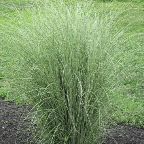 Roseau de Chine 'Morning Light' - Miscanthus sinensis 'Morning Light' - FLEURANDIE