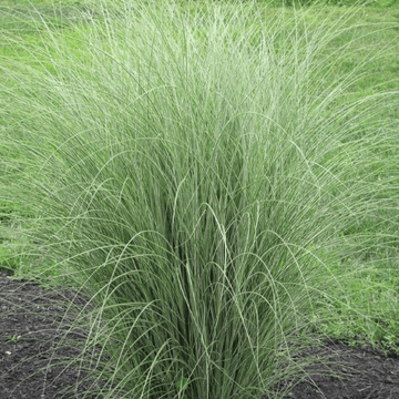 Roseau de Chine 'Morning Light' - Miscanthus sinensis 'Morning Light'