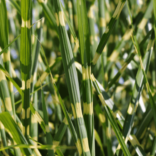 Roseau de Chine 'Strictus Dwarf' - Miscanthus sinensis 'Strictus Dwarf - FLEURANDIE