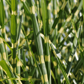 Roseau de Chine 'Strictus Dwarf' - Miscanthus sinensis 'Strictus Dwarf