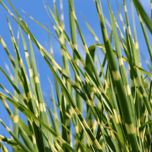 Roseau de Chine 'Strictus Dwarf' - Miscanthus sinensis 'Strictus Dwarf - FLEURANDIE