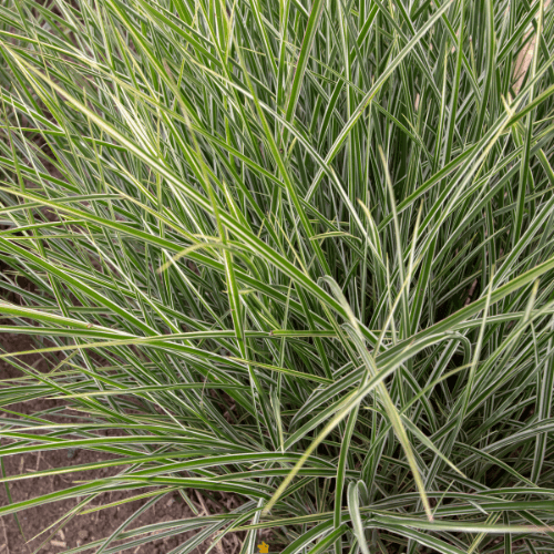 Eulalie, Roseau de Chine 'Variegatus' - Miscanthus sinensis 'Variegatus' - FLEURANDIE