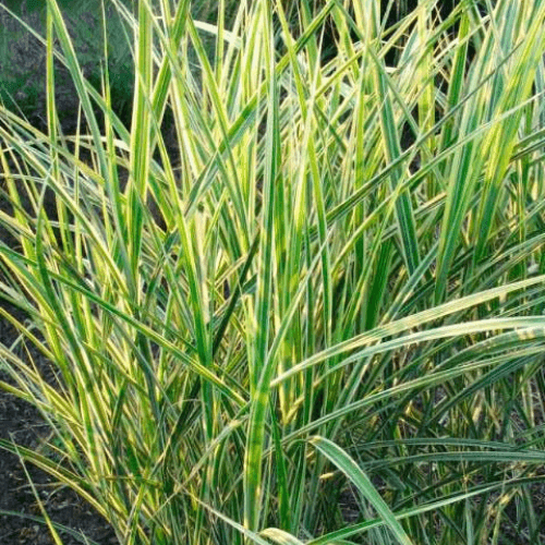 Eulalie, Roseau de Chine 'Variegatus' - Miscanthus sinensis 'Variegatus' - FLEURANDIE