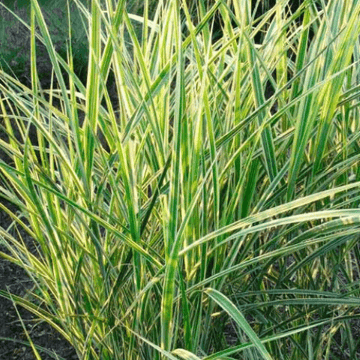 Eulalie, Roseau de Chine 'Variegatus' - Miscanthus sinensis 'Variegatus'