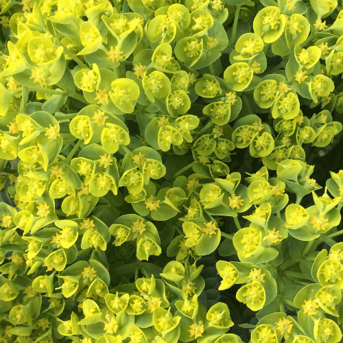 Euphorbe de Martin - Euphorbia martinii - FLEURANDIE