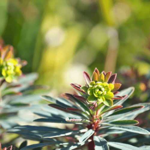 Euphorbe de Martin - Euphorbia martinii - FLEURANDIE